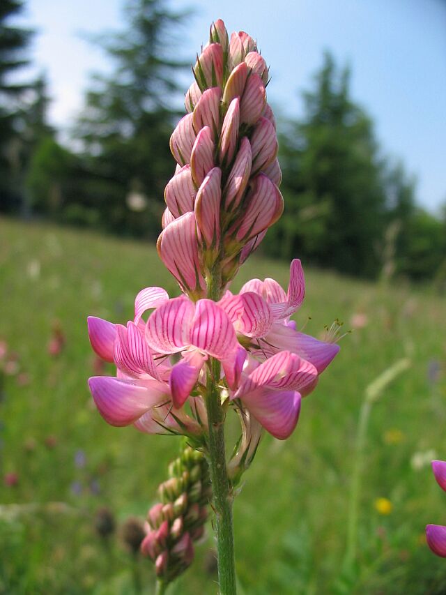Onobrychis arenaria / Lupinella dei colli